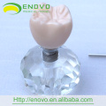 EN-T18 Two Parts New Implant Model for Dental Promotion Gift